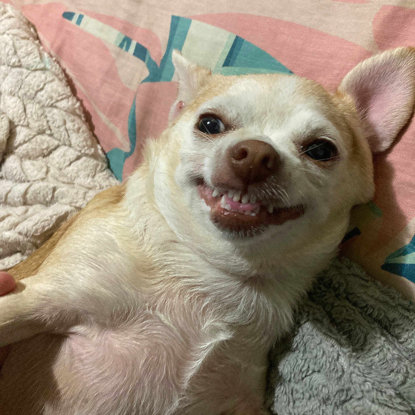 Biscuit