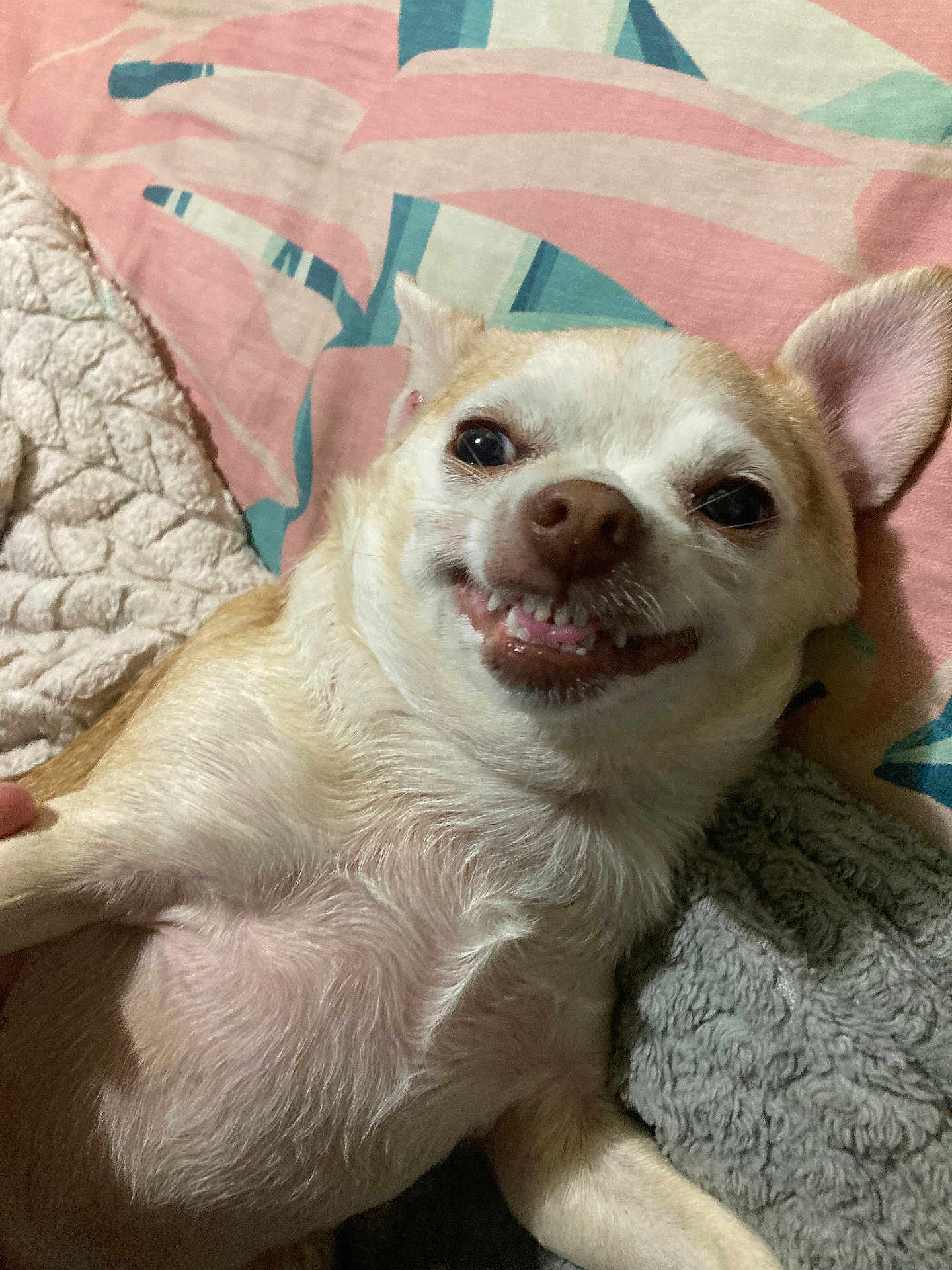 Biscuit