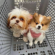 Nova And Bubba is registered to the contest to win money with this photo: puppy, dog, basket, cute, fluffy, pet, animal, fur, small, white, brown, pink_sweater, indoor, looking_up, closeup, adorable, companion, friendship, young, domestic_animal