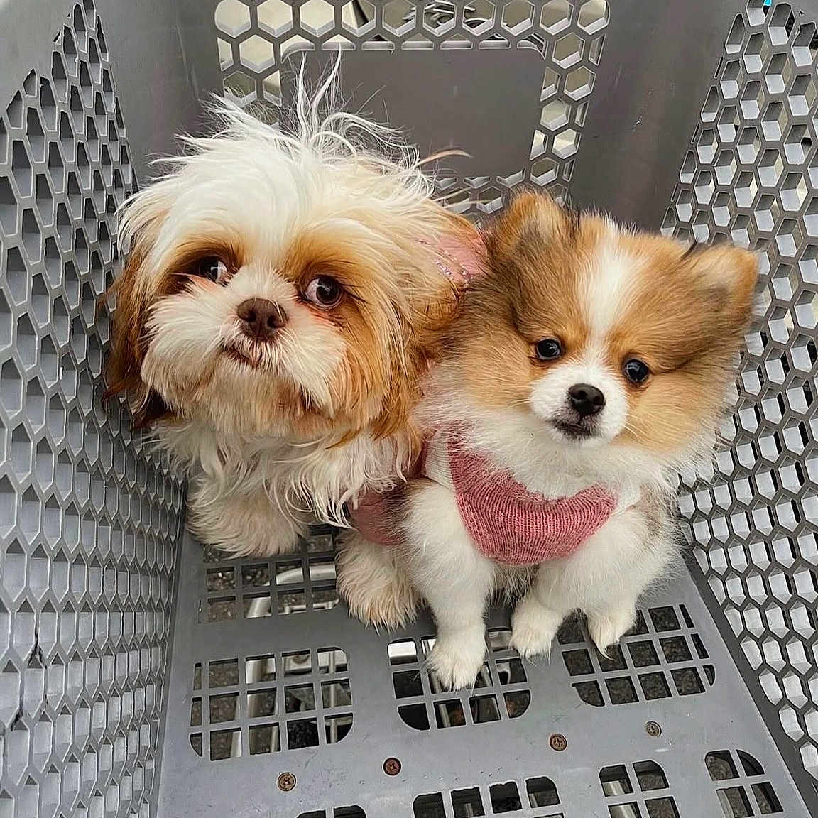 Nova And Bubba