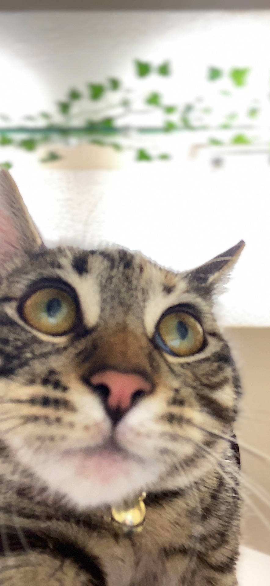 Aria is registered to the contest to win money with this photo: carnivore, cat, comfort, domestic_short_haired_cat, ear, felidae, fur, small_to_medium_sized_cats, snout, terrestrial_animal, whiskers, wildlife