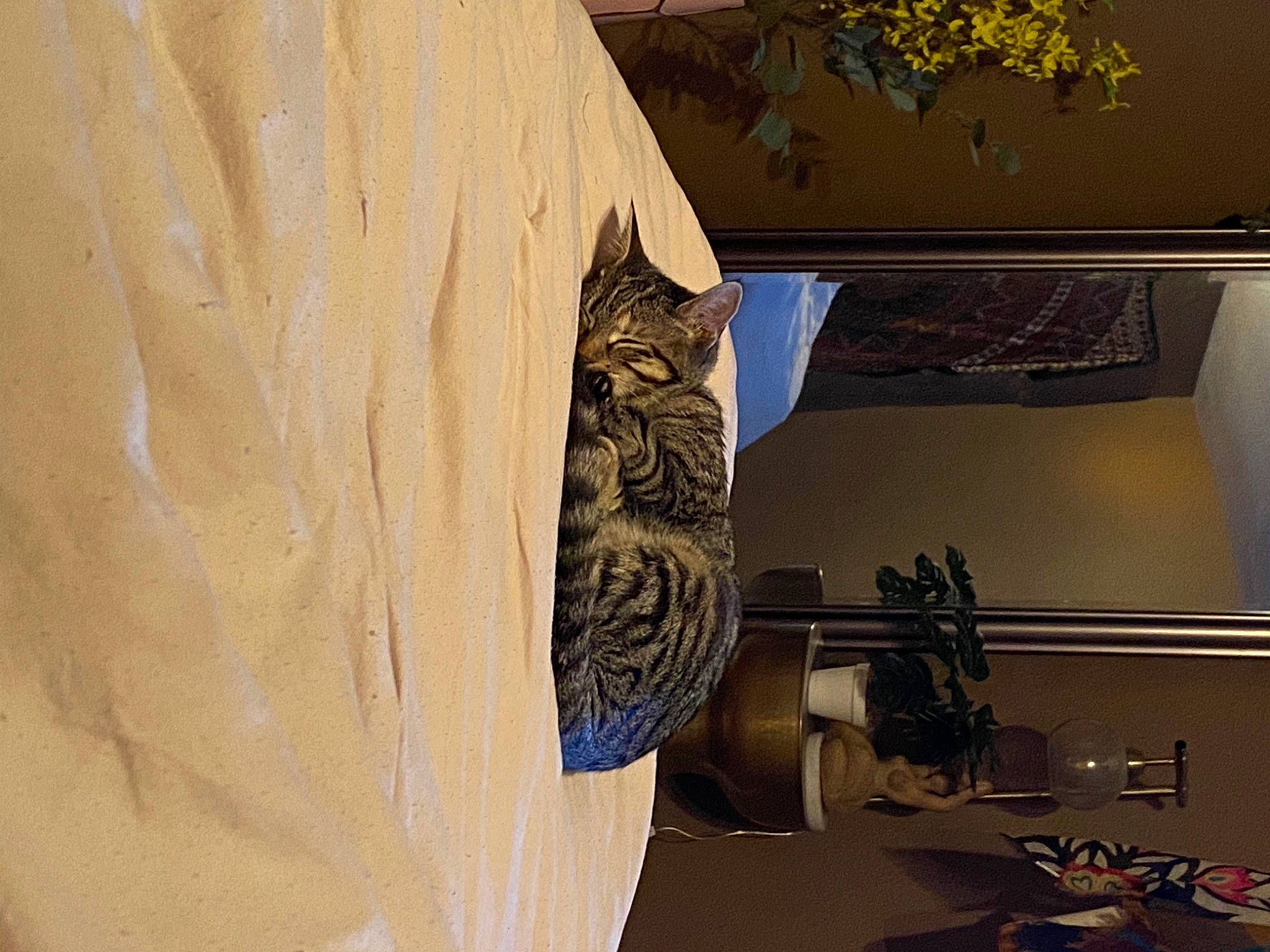 Aria joined the competition — help win amazing prizes! art, building, ceiling, flooring, hardwood, house, houseplant, interior_design, molding, pattern, plant, room, sculpture, space, tints_and_shades, tree, twig, visual_arts, window, wood