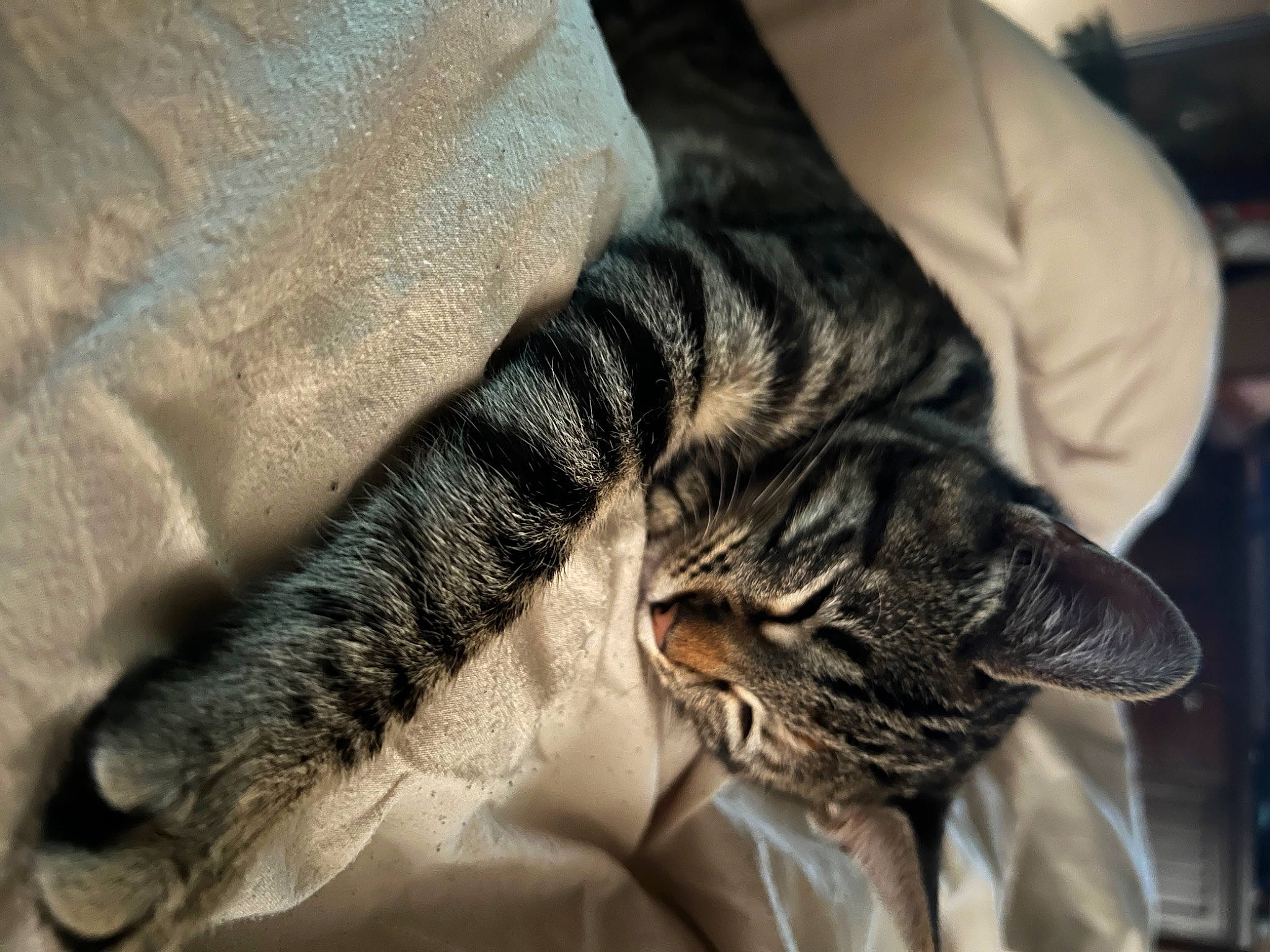 Aria joined the competition — help win amazing prizes! carnivore, cat, claw, comfort, domestic_short_haired_cat, felidae, fur, gesture, human_leg, linens, nail, nap, pattern, paw, small_to_medium_sized_cats, snout, tail, textile, whiskers