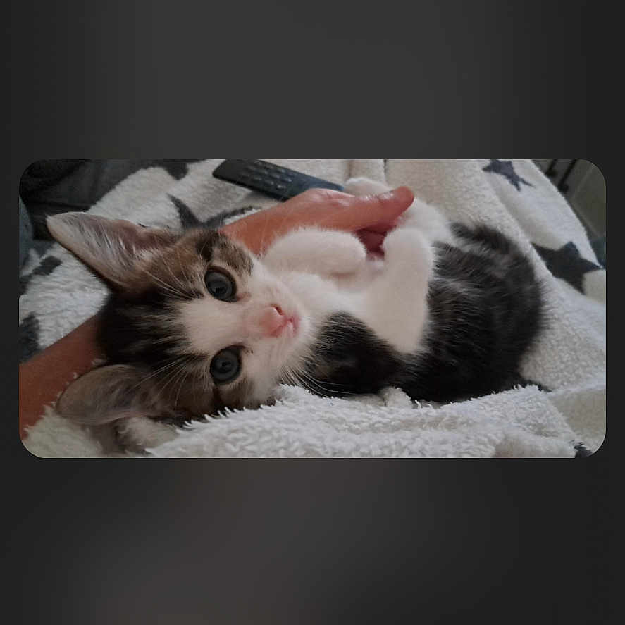 Gugus a rejoint le concours — aidez-le/la à gagner de superbes lots ! animal, art, cat, collage, computer, computerhardware, electronics, hardware, kitten, laptop, manx, mobilephone, monitor, pc, person, pet, phone, remotecontrol, screen, sleeping