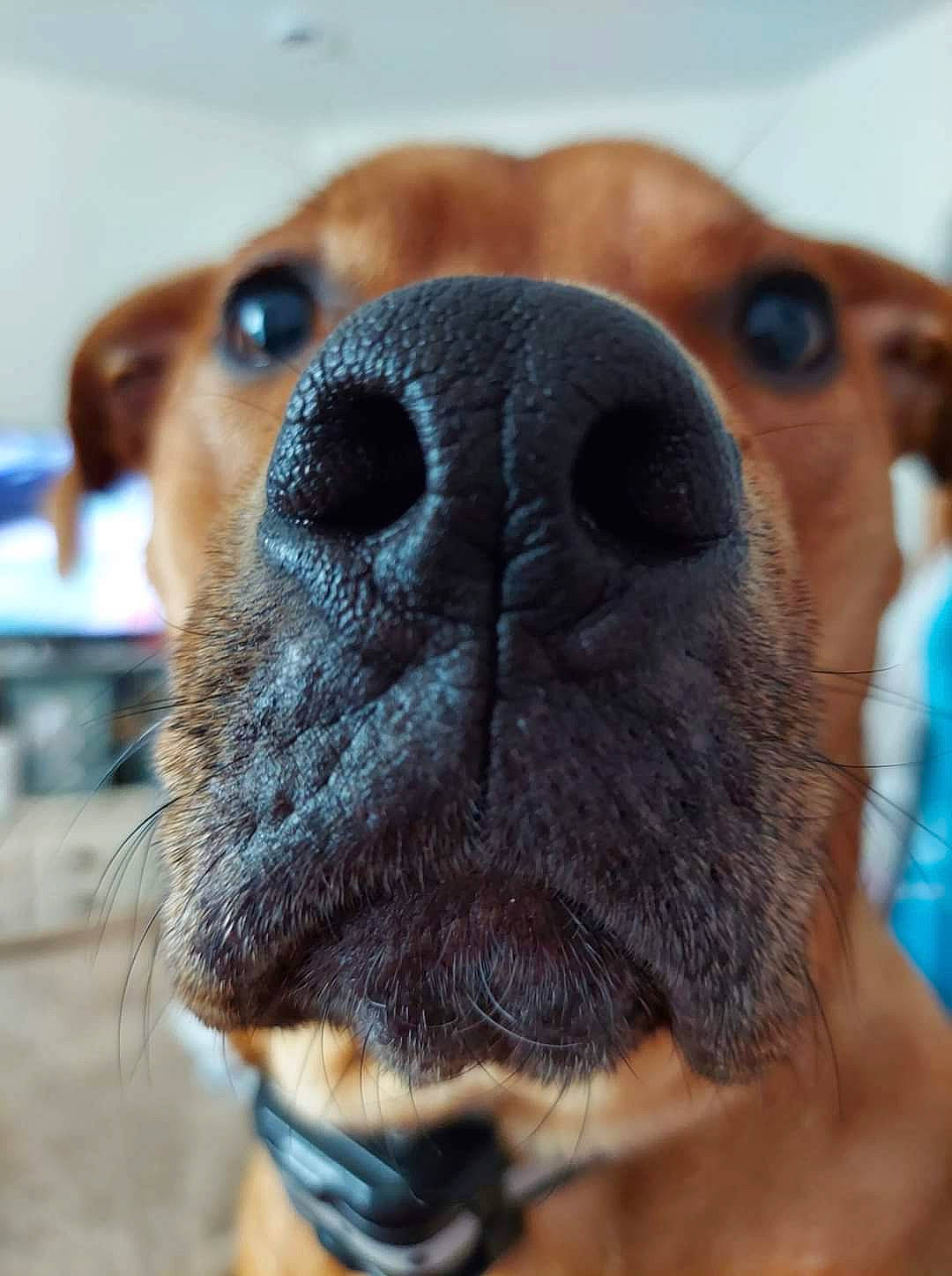 Maggie Mae is registered to the contest to win money with this photo: canidae, carnivore, collar, companion_dog, dog, dog_breed, dog_collar, dog_supply, ear, fawn, fur, liver, nose, pet_supply, selfie, snout, sporting_group, vertebrate, whiskers, working_animal