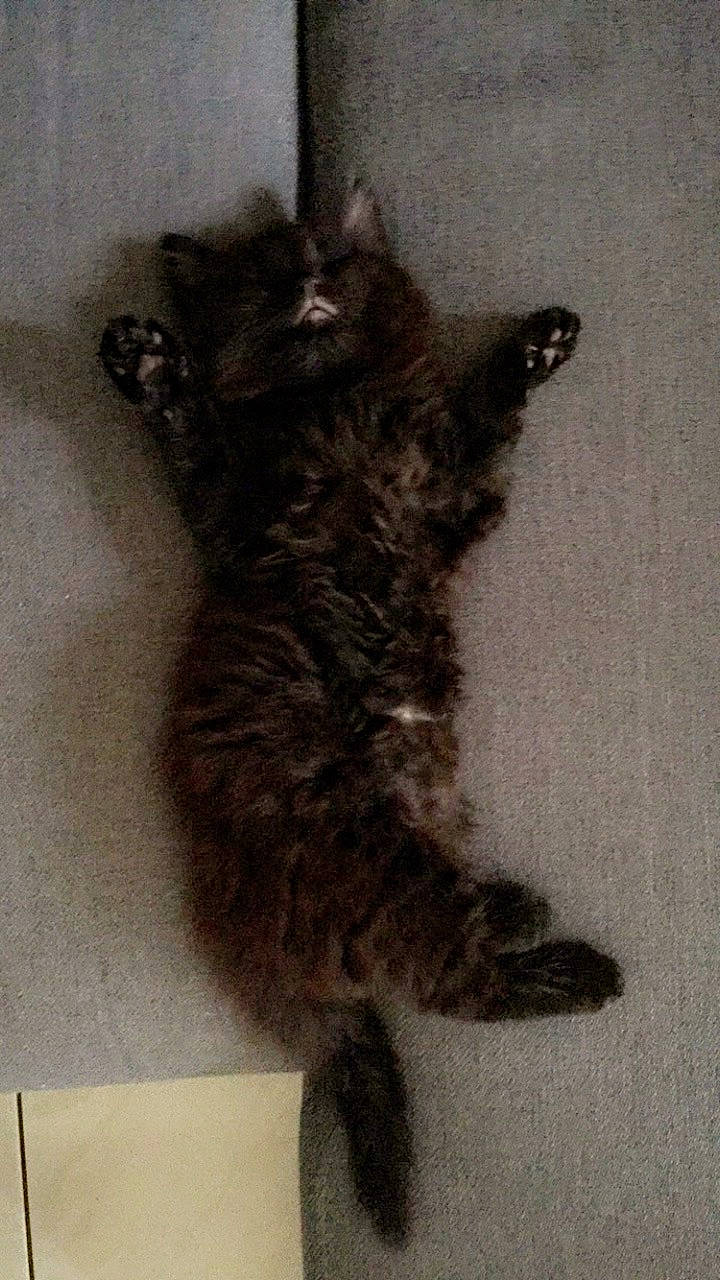 Belle participe au concours pour gagner de l'argent avec cette photo : carnivore, cat, claw, domestic_short_haired_cat, dragon_li, european_shorthair, felidae, fur, kitten, maine_coon, norwegian_forest_cat, polydactyl_cat, small_to_medium_sized_cats, tabby_cat, tail, whiskers