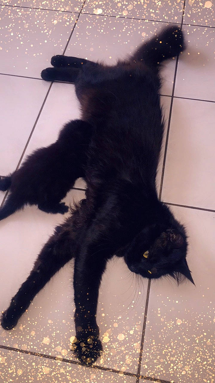 Belle a rejoint le concours — aidez-le/la à gagner de superbes lots ! black_cat, canidae, carnivore, cat, claw, felidae, fur, small_to_medium_sized_cats, tail