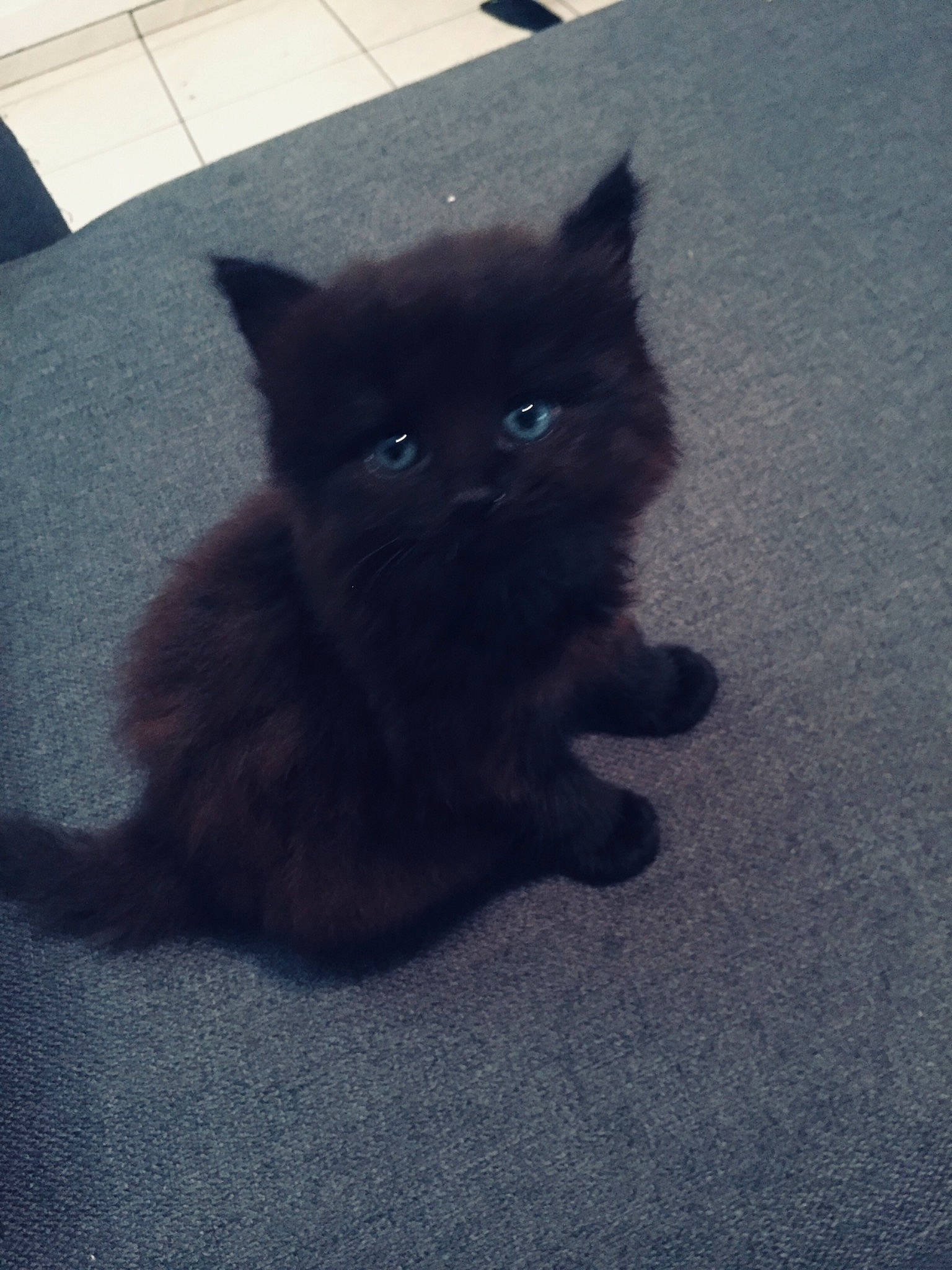 Belle a rejoint le concours — aidez-le/la à gagner de superbes lots ! black, black_cat, british_longhair, british_semi_longhair, british_shorthair, carnivore, cat, domestic_long_haired_cat, domestic_short_haired_cat, eye, felidae, fur, kitten, mammal, persian, skin, small_to_medium_sized_cats, tail, vertebrate, whiskers