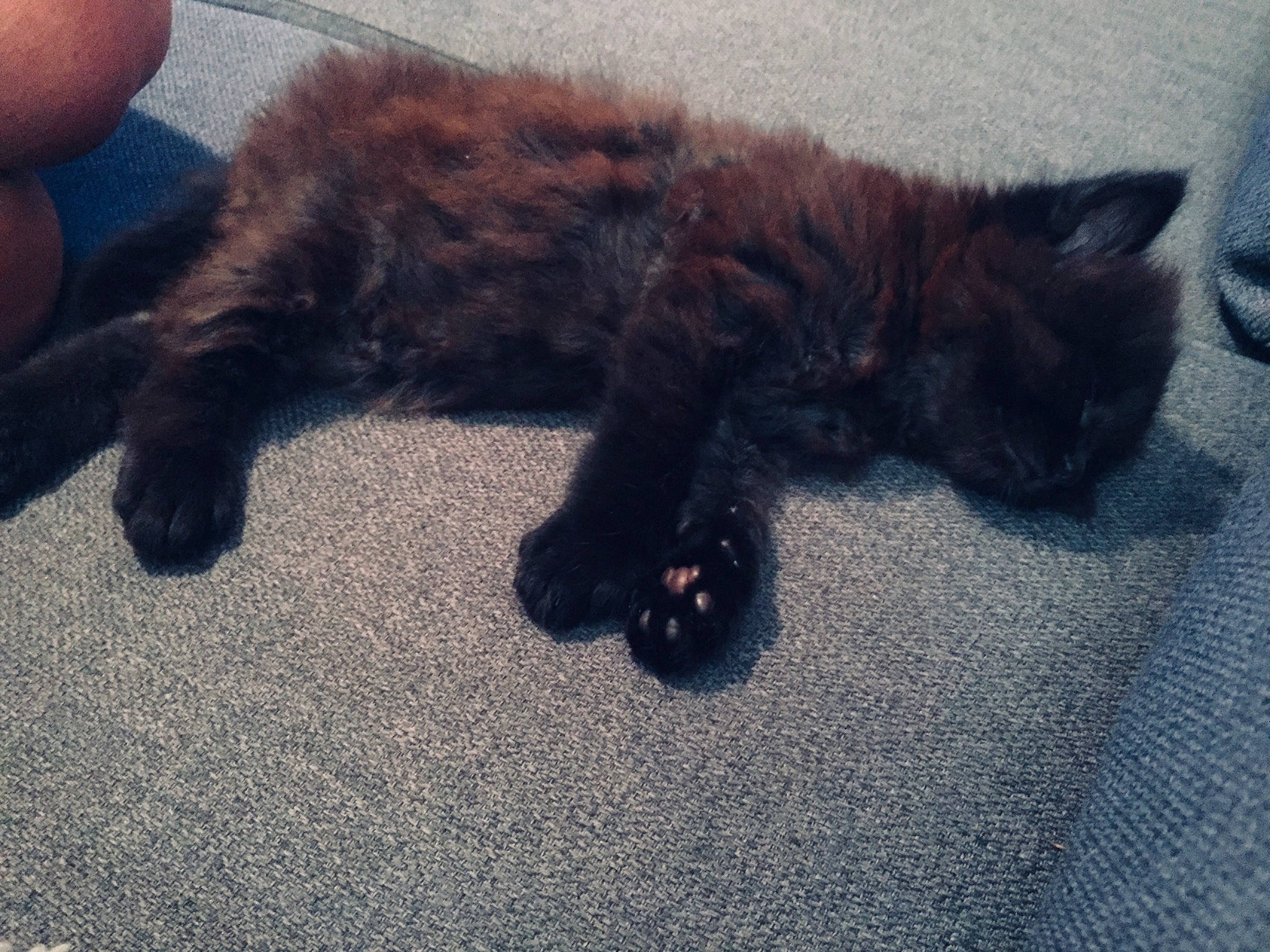 Belle participe au concours pour gagner de l'argent avec cette photo : black_cat, carnivore, cat, claw, domestic_long_haired_cat, domestic_short_haired_cat, fawn, felidae, fur, kitten, persian, polydactyl_cat, sky, small_to_medium_sized_cats, tail, whiskers