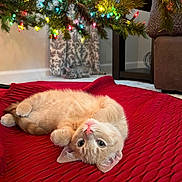Opie joined the competition — help win amazing prizes! animal, background, cat, christmas_lights, christmas_tree, cozy, curtains, cute, decor, festive, furniture, holiday, home, indoor, kitten, pet, red_blanket, resting, sleeping, soft