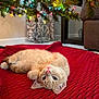 animal, background, cat, christmas_lights, christmas_tree, cozy, curtains, cute, decor, festive, furniture, holiday, home, indoor, kitten, pet, red_blanket, resting, sleeping, soft