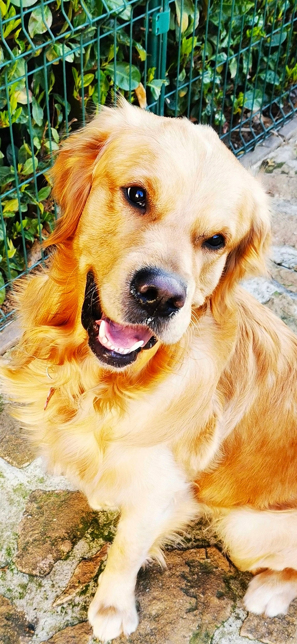 Pango participe au concours pour gagner de l'argent avec cette photo : ancient_dog_breeds, canidae, carnivore, collar, companion_dog, dog, dog_breed, fawn, fur, grass, gun_dog, labrador_retriever, plant, retriever, snout, sporting_group, tree, whiskers, working_dog