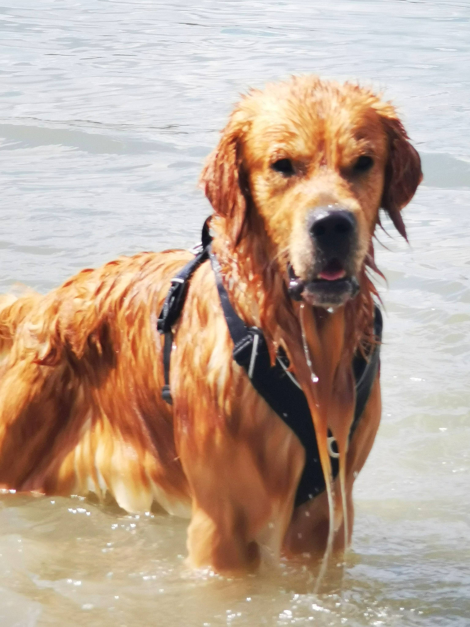 Pango participe au concours pour gagner de l'argent avec cette photo : beach, canidae, carnivore, collar, companion_dog, dog, dog_breed, dog_collar, dog_supply, fawn, gun_dog, lake, liver, pointing_breed, recreation, retriever, snout, sporting_group, water, working_animal
