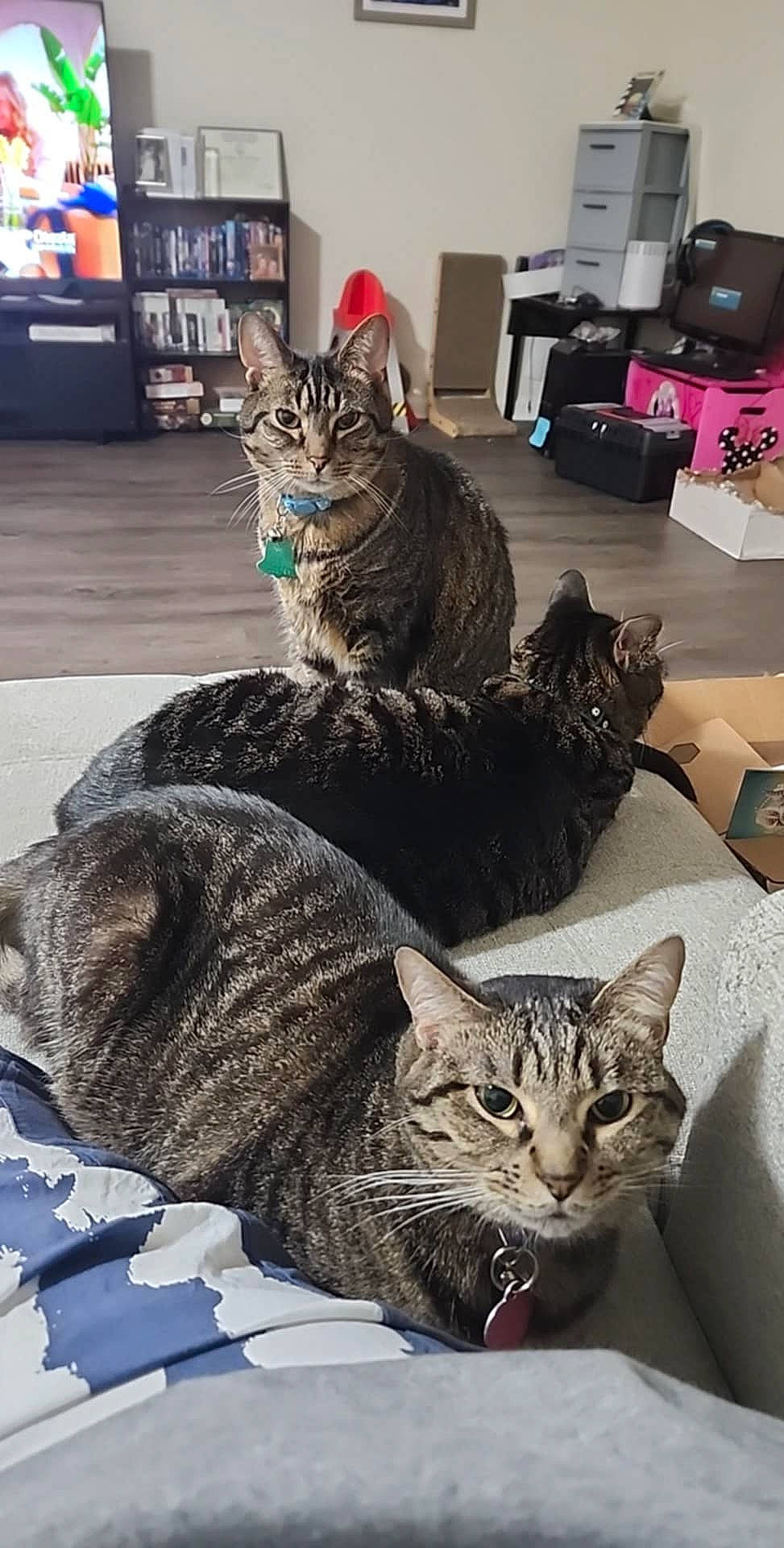 animal, architecture, bed, bedroom, building, cat, couch, cushion, electronics, furniture, hardwood, homedecor, indoors, interiordesign, kitten, livingroom, manx, pet, photoframe, room