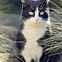 cat, black_and_white, animal, outdoor, grass, nature, pet, feline, whiskers, close_up, eyes, sitting, focused, fur, mammal, portrait, wildlife, daylight, cute, calm