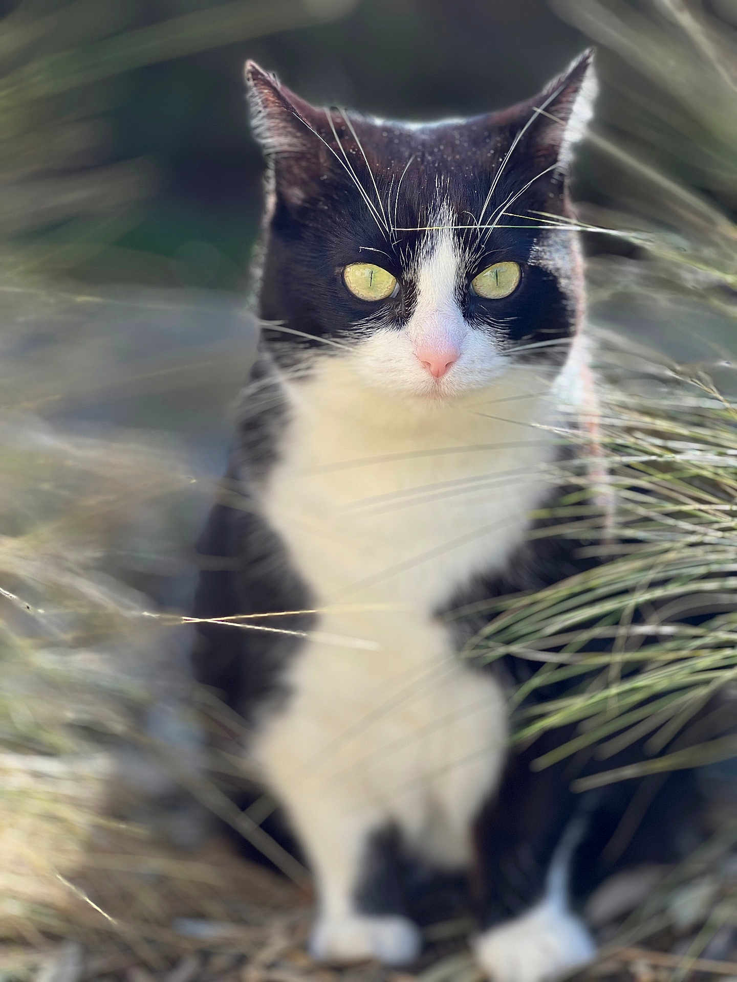 Romy participe au concours pour gagner de l'argent avec cette photo : cat, black_and_white, animal, outdoor, grass, nature, pet, feline, whiskers, close_up, eyes, sitting, focused, fur, mammal, portrait, wildlife, daylight, cute, calm