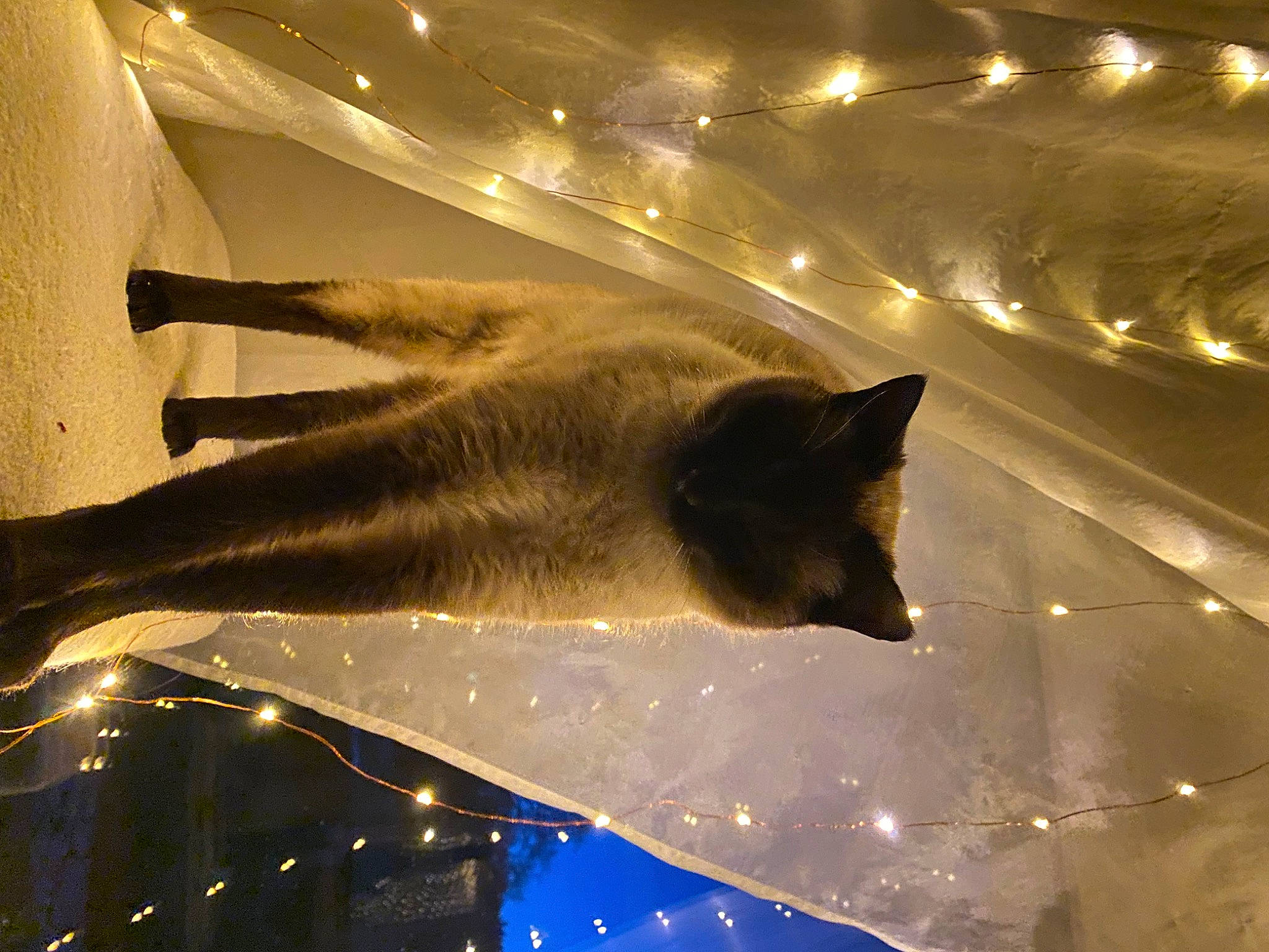 Rebel a rejoint le concours — aidez-le/la à gagner de superbes lots ! carnivore, cat, darkness, event, felidae, fur, line, midnight, night, plant, shadow, sky, small_to_medium_sized_cats, space, tail, tints_and_shades, tree, water, whiskers, wood