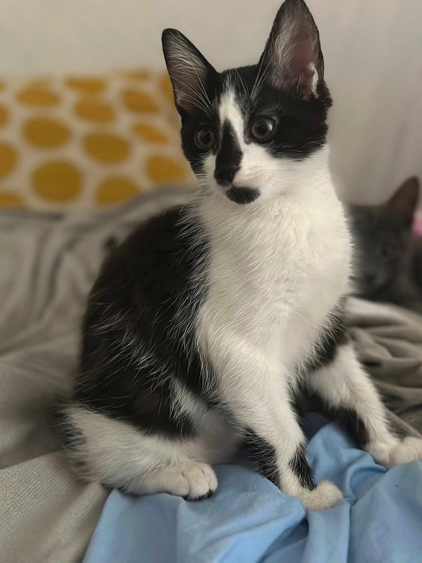 Batman a rejoint le concours — aidez-le/la à gagner de superbes lots ! cat, black_and_white, feline, pet, animal, indoor, bed, blanket, soft, cozy, domestic, cute, fur, whiskers, ears, eyes, sitting, relaxed, two_cats, background_blur