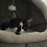 Batman a rejoint le concours — aidez-le/la à gagner de superbes lots ! kitten, cat, black_and_white, pet, animal, indoor, cozy, soft, bed, feline, cute, young, resting, whiskers, ears, fur, closeup, curious, domestic_animal, relaxing