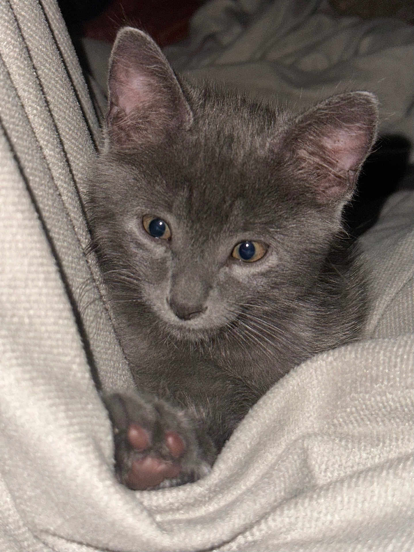 Tom a rejoint le concours — aidez-le/la à gagner de superbes lots ! kitten, cat, gray_fur, paw, pink_paw_pads, blanket, cozy, soft_texture, indoor, cute, animal, pet, feline, closeup, resting, curious, whiskers, ears, sleepy, young