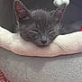 Tom a rejoint le concours — aidez-le/la à gagner de superbes lots ! kitten, gray_cat, sleeping, cozy, soft_bed, pet, animal, fur, whiskers, close_up, resting, indoors, cute, small, adorable, nap, relaxed, feline, face, ears