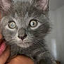 Tom a rejoint le concours — aidez-le/la à gagner de superbes lots ! kitten, cat, gray_fur, close_up, pet, indoor, animal, cute, whiskers, ears, eyes, person_hand, feline, young, curious, soft_fur, domestic_cat, portrait, friendly, companion