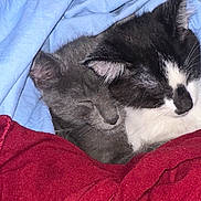 Tom participe au concours pour gagner de l'argent avec cette photo : cat, kitten, sleeping, snuggling, gray_cat, black_and_white_cat, blanket, red_fabric, cozy, fur, cute, domestic_animal, pet, indoor, resting, animal_face, whiskers, ears, closeup, soft