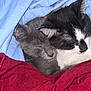 cat, kitten, sleeping, snuggling, gray_cat, black_and_white_cat, blanket, red_fabric, cozy, fur, cute, domestic_animal, pet, indoor, resting, animal_face, whiskers, ears, closeup, soft