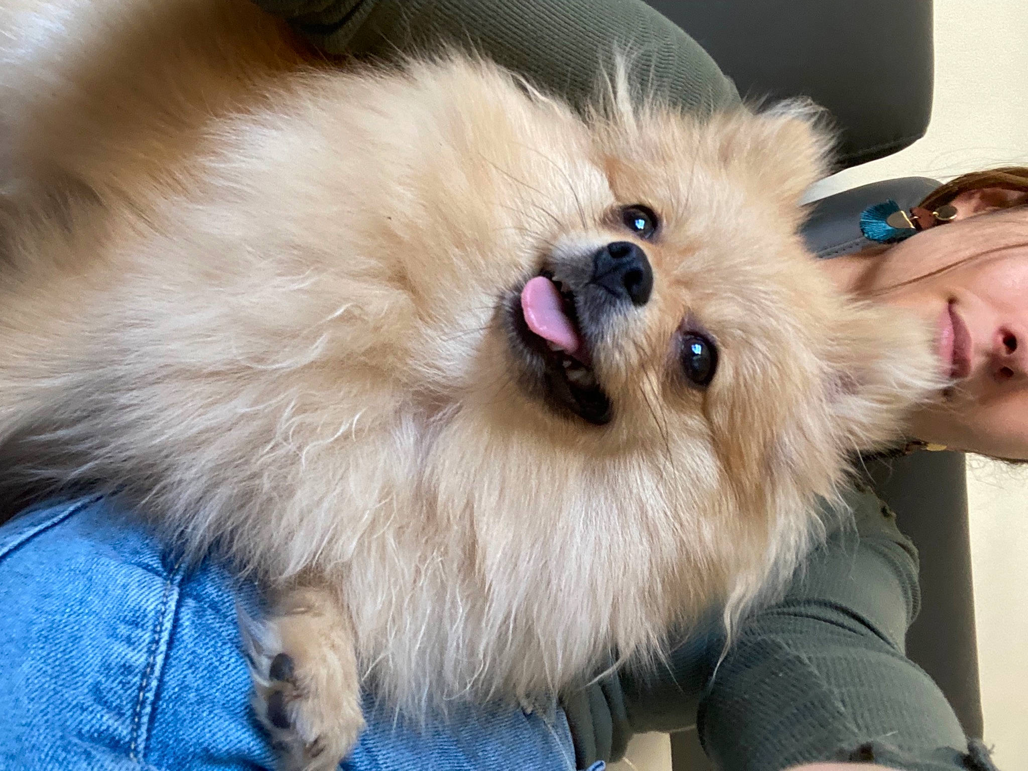 Raven participe au concours pour gagner de l'argent avec cette photo : canidae, carnivore, companion_dog, denim, dog, dog_breed, eye, fawn, fur, german_spitz, german_spitz_klein, german_spitz_mittel, smile, snout, spitz, sporting_group, toy_dog, volpino_italiano, whiskers, working_animal