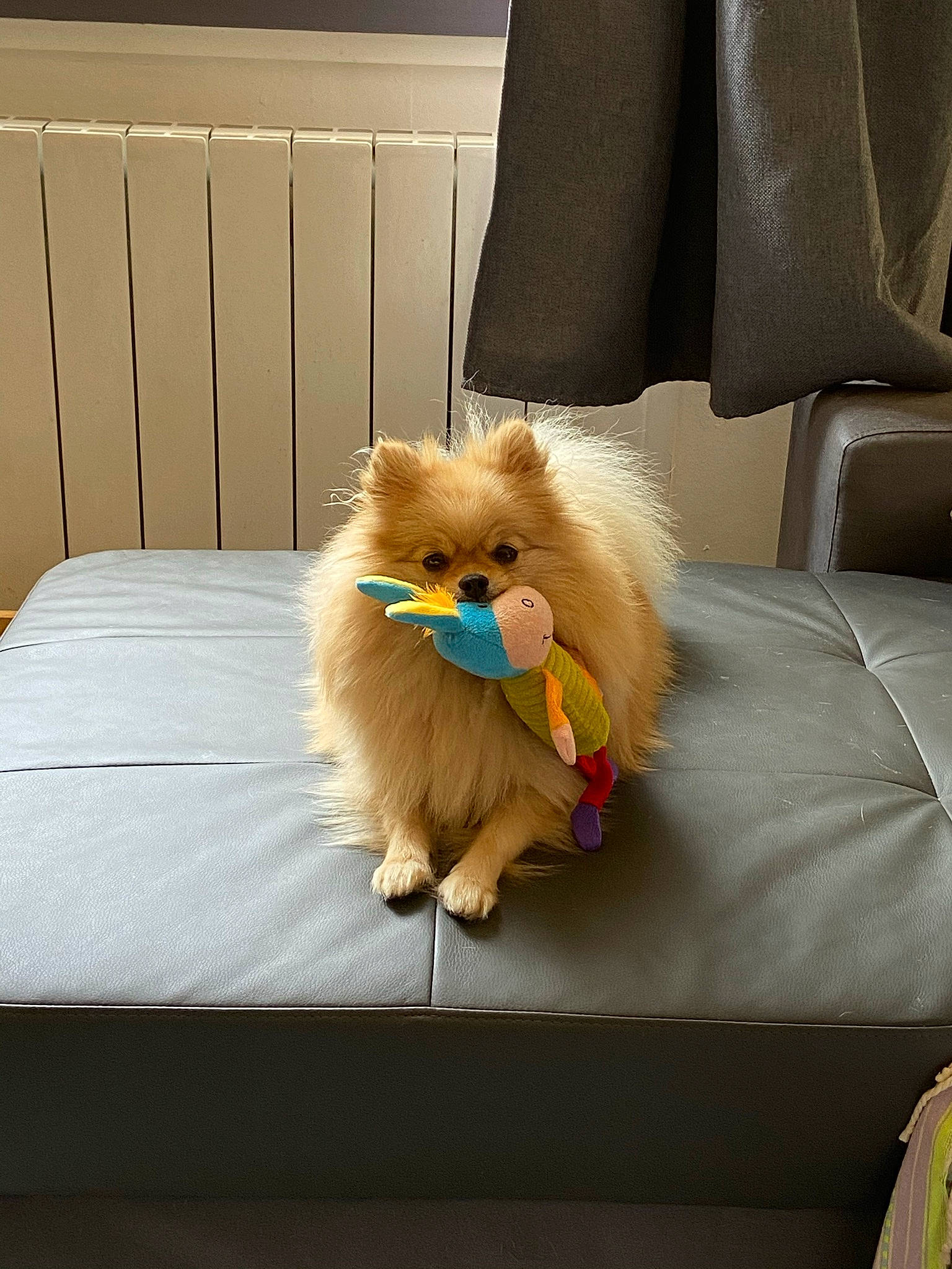 Raven a rejoint le concours — aidez-le/la à gagner de superbes lots ! canidae, carnivore, comfort, companion_dog, dog_breed, fashion_accessory, fawn, feather, felidae, floor, flooring, fur, hardwood, linens, small_to_medium_sized_cats, tail, toy_dog, whiskers, wing, wood