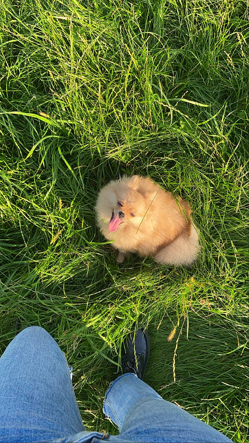 Raven participe au concours pour gagner de l'argent avec cette photo : beak, canidae, denim, fawn, foot, fur, grass, grassland, jeans, macaque, natural_environment, people_in_nature, plant, seabird, soil, tail, terrestrial_animal, tree, vegetation, wildlife
