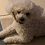 dog, white_dog, curly_fur, pet, indoor, carpet, lying_down, treat, chew_stick, animal, cute, fluffy, small_dog, canine, mischievous, relaxed, floor, companion, domestic_animal, playful