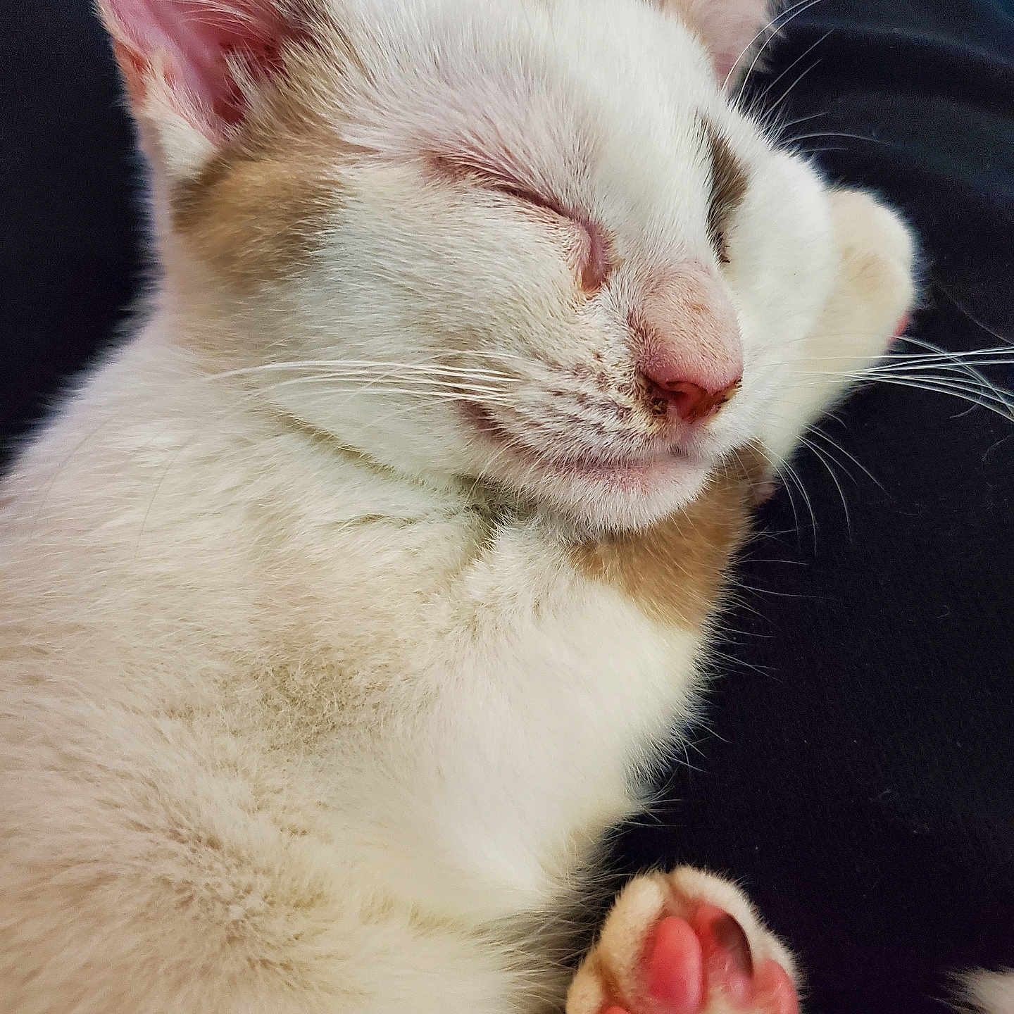 Freddie joined the competition — help win amazing prizes! abyssinian, animal, bodypart, cat, claw, electronics, finger, hand, hardware, hardwood, kitten, manx, mouth, person, pet, siamese, sleeping, toe, tongue, wood