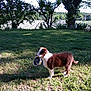 animal, bowl, canine, daylight, dog, field, grass, greenery, landscape, leaves, nature, outdoor, park, pet, plant, rural, shadow, summer, sunlight, tree