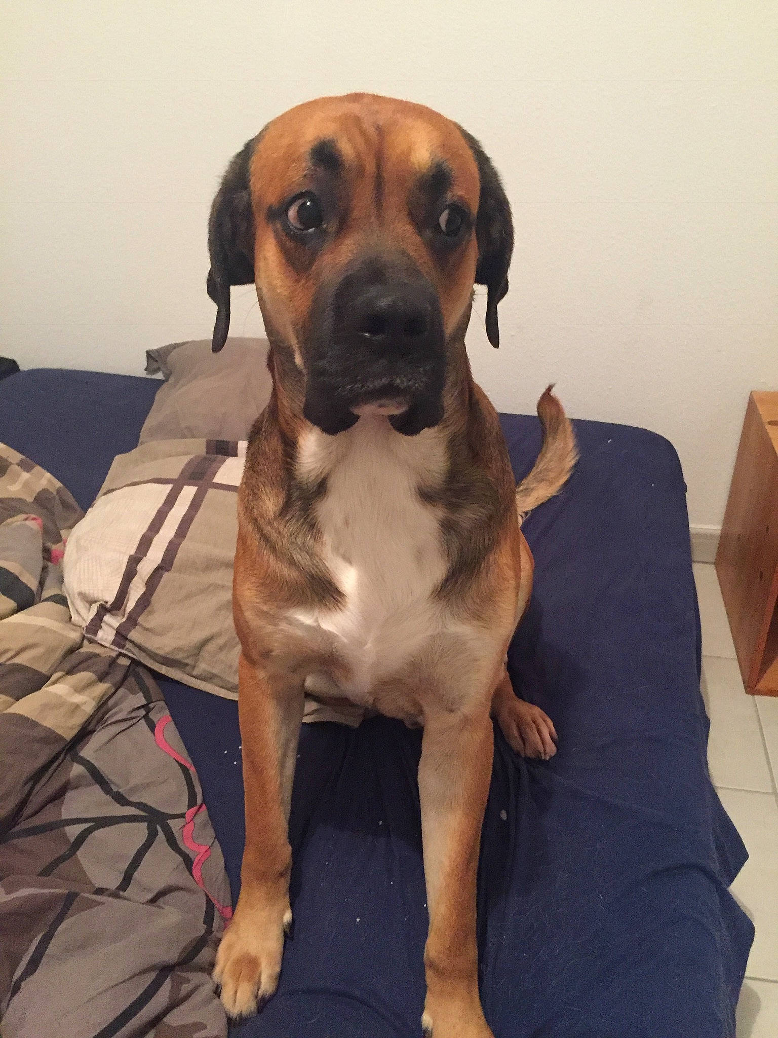 Paga a rejoint le concours — aidez-le/la à gagner de superbes lots ! american_mastiff, black_mouth_cur, boerboel, boxer, bullmastiff, canidae, carnivore, companion_dog, dog, dog_breed, english_mastiff, fawn, fila_brasileiro, mammal, molosser, rare_breed_dog, snout, sporting_group, tosa, vertebrate