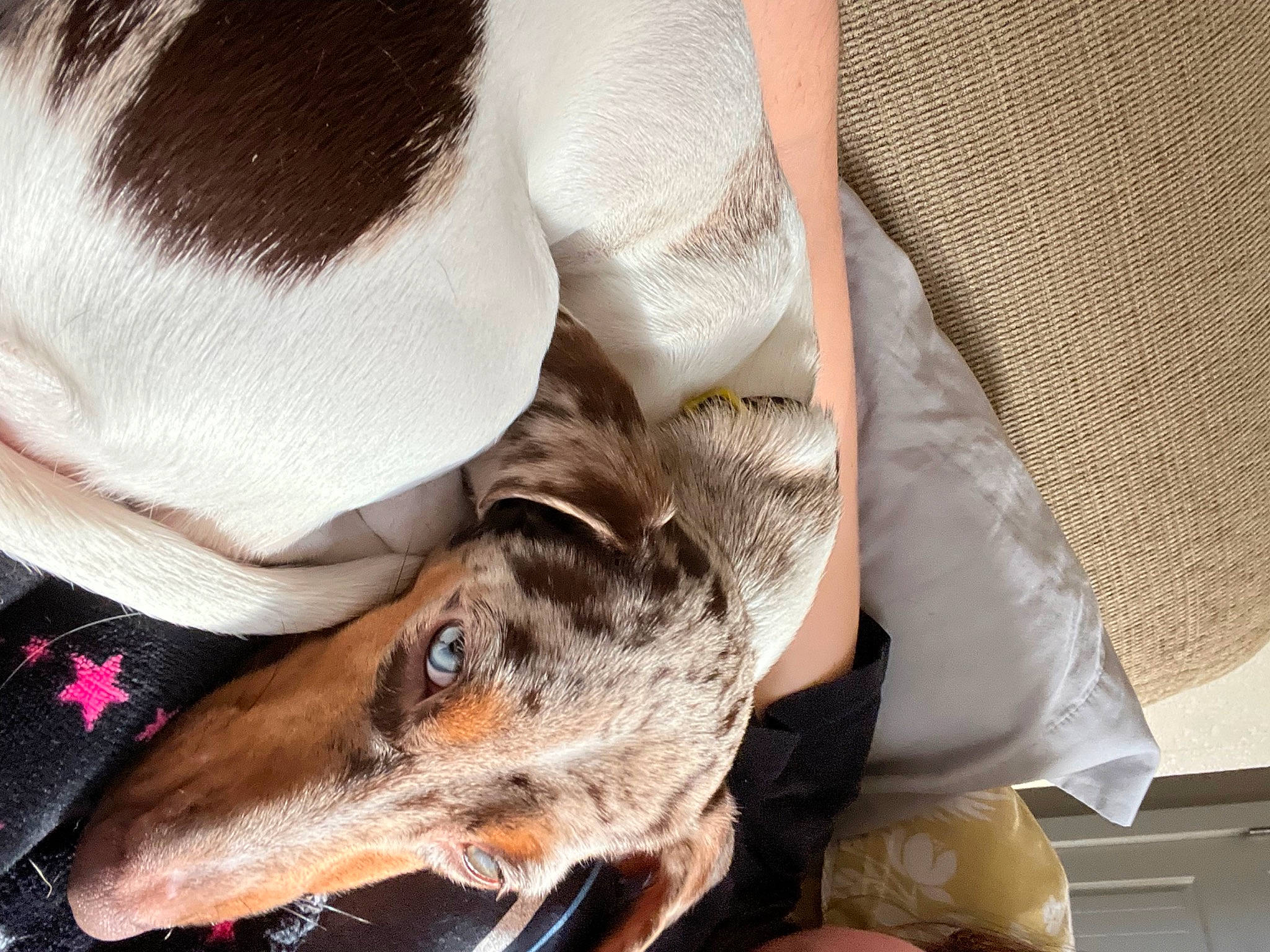 Millie joined the competition — help win amazing prizes! canidae, carnivore, collar, comfort, companion_dog, dog, dog_breed, fawn, fur, hortaya_borzaya, linens, magyar_agar, polish_greyhound, rampur_greyhound, saluki, sighthound, snout, sporting_group, whiskers, working_animal