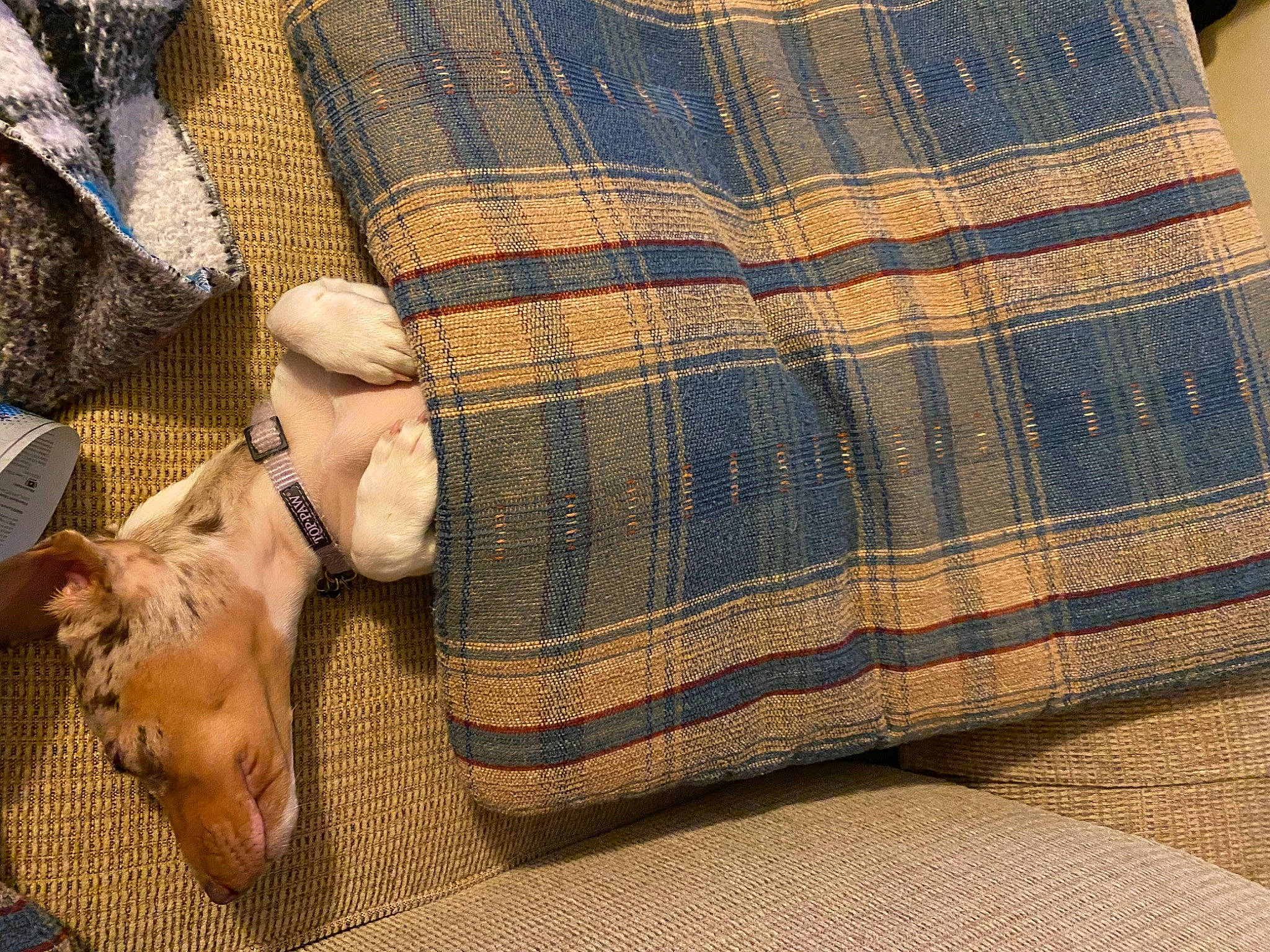 Millie joined the competition — help win amazing prizes! carnivore, comfort, companion_dog, denim, dog, dog_breed, felidae, flooring, gunny_sack, linens, pattern, paw, plaid, sleeve, tartan, textile, tints_and_shades, wood, wool, working_animal