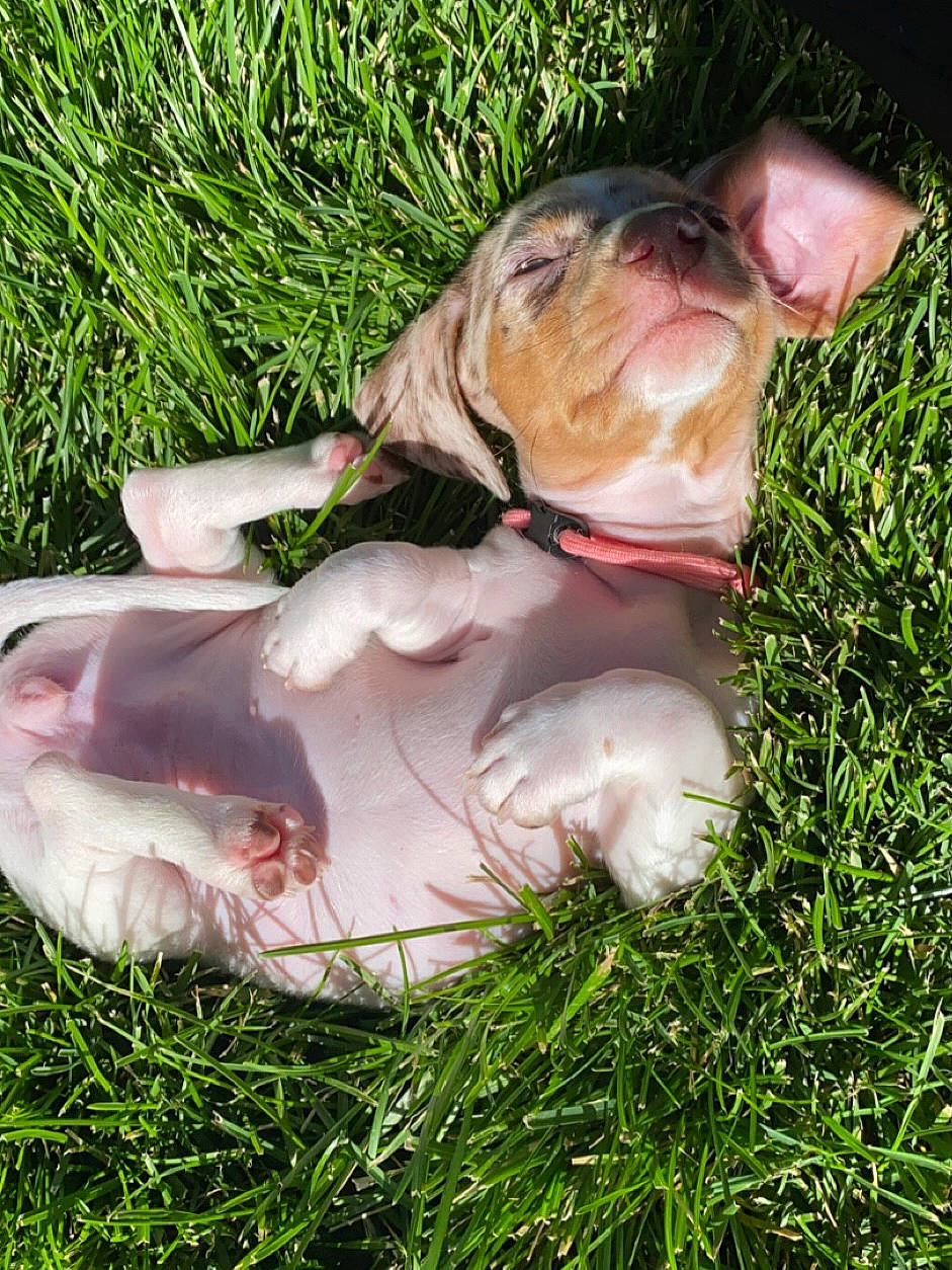 Millie is registered to the contest to win money with this photo: canidae, carnivore, companion_dog, dog, dog_breed, dog_collar, fawn, fun, fur, grass, hunting_dog, lawn, liver, plant, snout, sporting_group, tail, terrestrial_animal, whiskers, working_animal