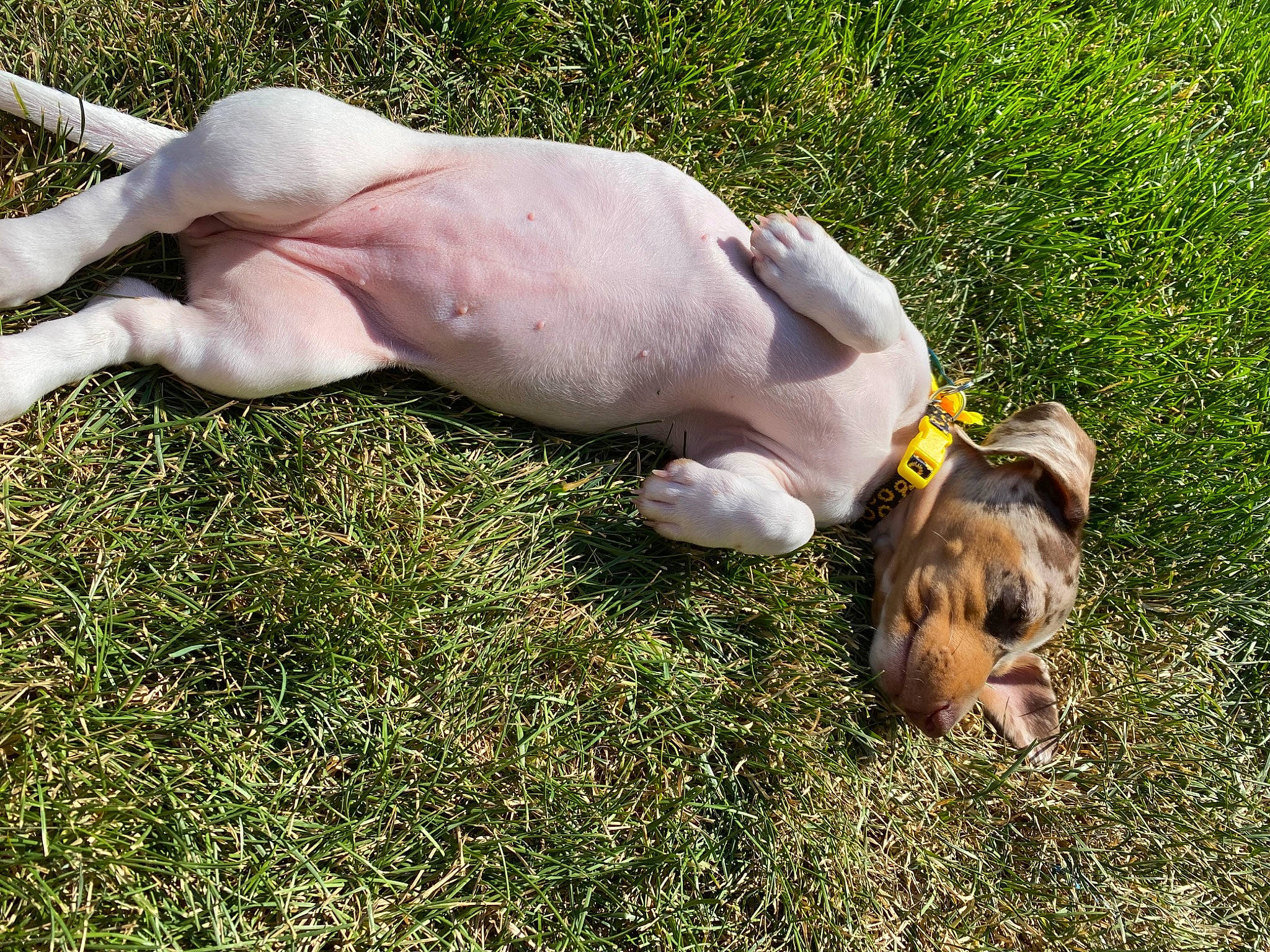 Millie joined the competition — help win amazing prizes! canidae, carnivore, companion_dog, dog, dog_breed, fawn, grass, grassland, herbaceous_plant, human_leg, livestock, non_sporting_group, pasture, paw, people_in_nature, plant, snout, sporting_group, terrestrial_animal, wildlife