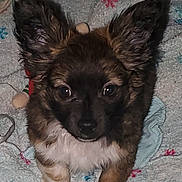 Bambino is registered to the contest to win money with this photo: puppy, dog, pet, animal, ears, fur, cute, blanket, indoor, closeup, face, eyes, paws, small, young, adorable, cozy, curious, furry, companion