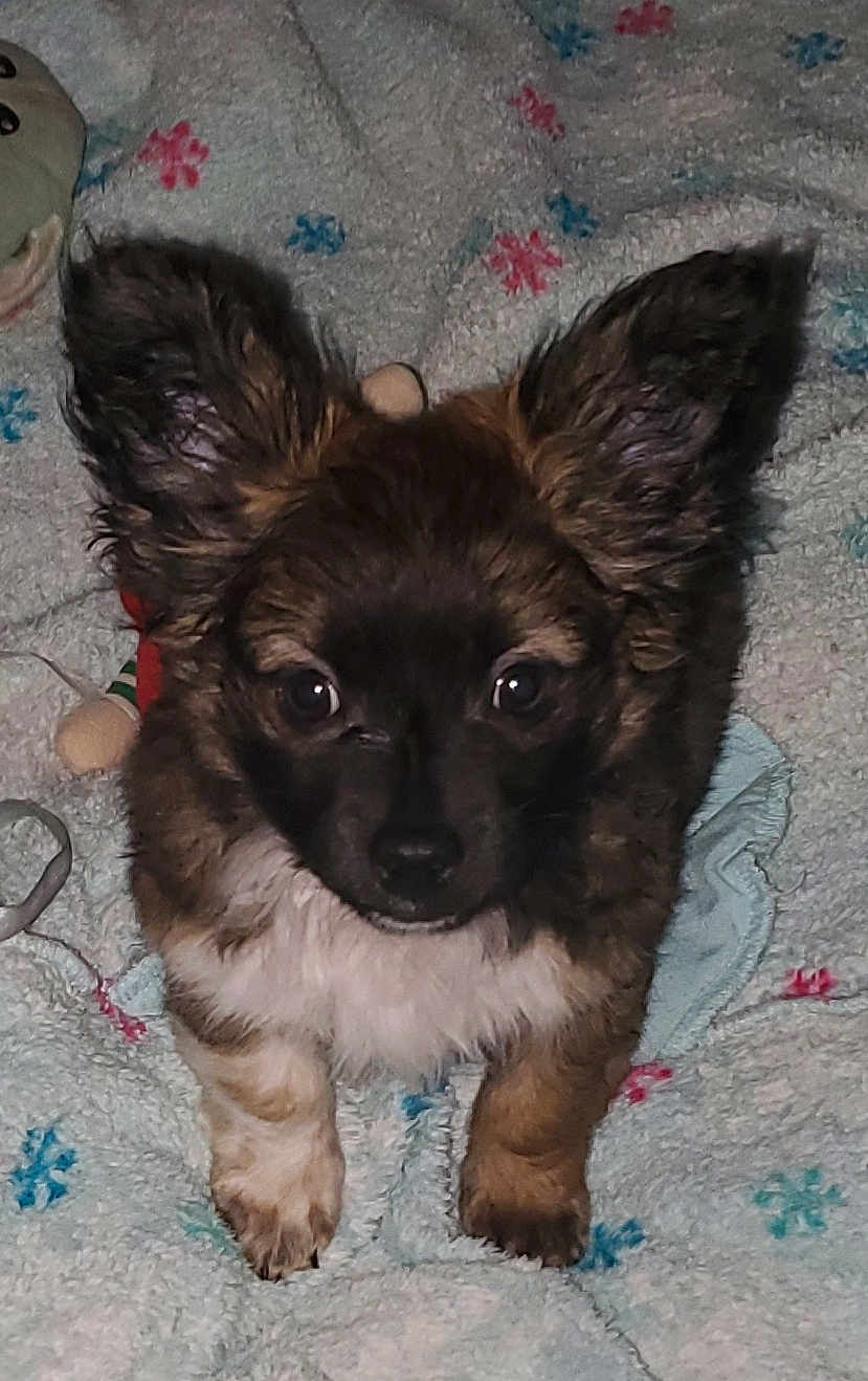 Bambino