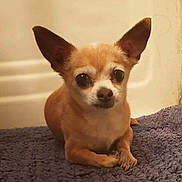 Chico is registered to the contest to win money with this photo: dog, chihuahua, small_dog, tan_fur, large_ears, lying_down, indoor, rug, purple_rug, pet, cute, looking_at_camera, animal, canine, companion, domestic_animal, fur, face, close_up, quiet