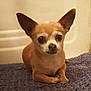 dog, chihuahua, small_dog, tan_fur, large_ears, lying_down, indoor, rug, purple_rug, pet, cute, looking_at_camera, animal, canine, companion, domestic_animal, fur, face, close_up, quiet