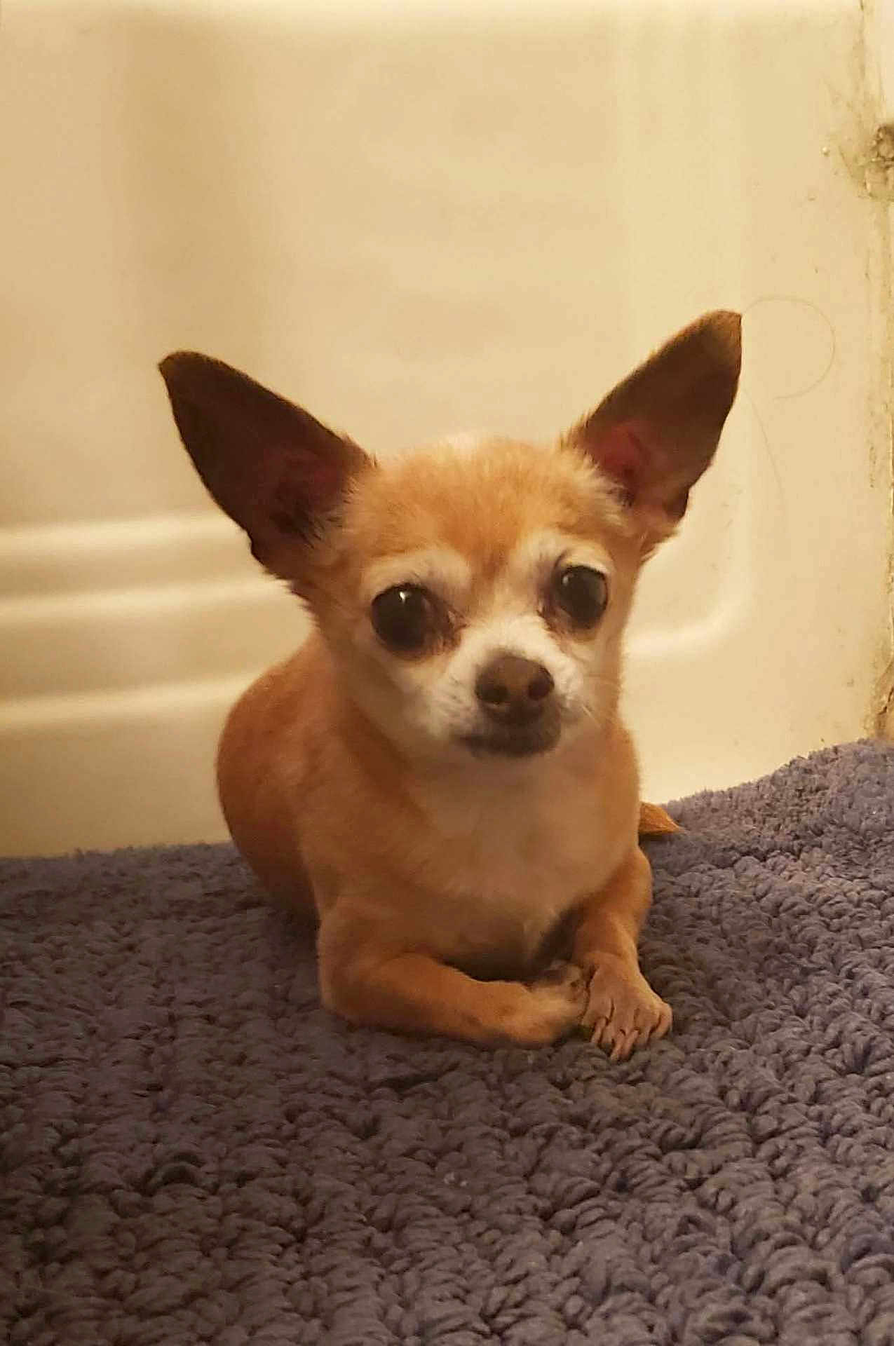 Chico is registered to the contest to win money with this photo: dog, chihuahua, small_dog, tan_fur, large_ears, lying_down, indoor, rug, purple_rug, pet, cute, looking_at_camera, animal, canine, companion, domestic_animal, fur, face, close_up, quiet