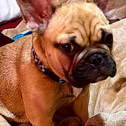 Cash joined the competition — help win amazing prizes! dog, french_bulldog, pet, animal, portrait, indoors, bed, blanket, cozy, sitting, ears, wrinkled_face, short_snout, black_nose, collar, brown_fur, fawn_coat, sleeping_area, home, close_up