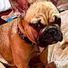 dog, french_bulldog, pet, animal, portrait, indoors, bed, blanket, cozy, sitting, ears, wrinkled_face, short_snout, black_nose, collar, brown_fur, fawn_coat, sleeping_area, home, close_up