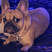 Cash is registered to the contest to win money with this photo: animal, bed, bedroom, blue_bedding, brown_fur, canine, close_up, cute, dark_eyes, dog, french_bulldog, indoors, large_ears, lying_down, paws, pet, photography, portrait, relaxed, wrinkles