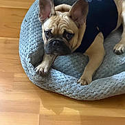 Cash is registered to the contest to win money with this photo: animal, black_shirt, brown, canine, companion, cozy, cute, dog, domestic, ears_up, french_bulldog, fur, indoor, laying_down, looking_up, paw, pet_bed, portrait, resting, wooden_floor