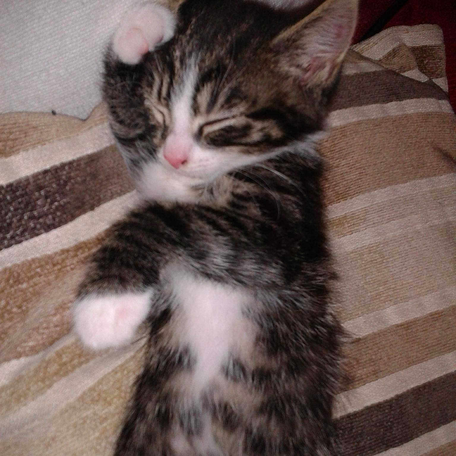 Elsa