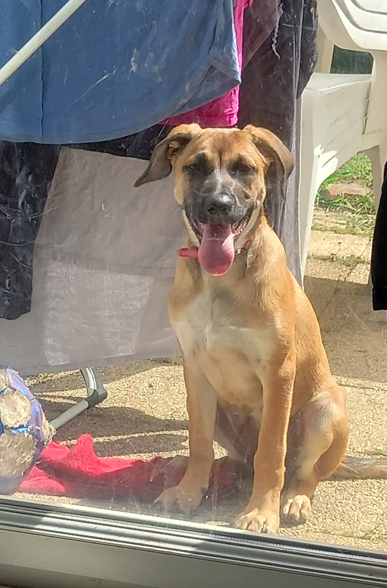 Tallya participe au concours pour gagner de l'argent avec cette photo : carnivore, collar, companion_dog, dog, dog_breed, dog_collar, dog_supply, fawn, guard_dog, leash, molosser, paw, pet_supply, snout, street_dog, tent, umbrella, working_animal, working_dog, wrinkle